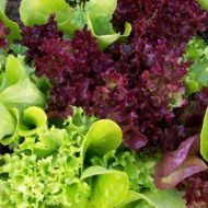 Салат Вітамінна грядка