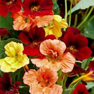 Настурція суміш Махрова за 10 нас.