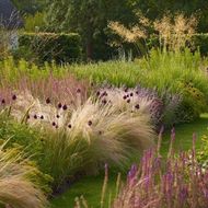 Квіткова суміш Декоративні злаки за 0,5 г