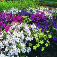 Квіткова суміш Дольче Віта за 1 г