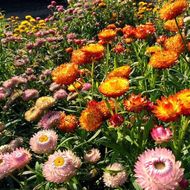 Квіткова суміш сухоцвіти Застигла музика за 0,5 г