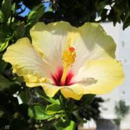 Гібіскус Айс Крім за 0,2 г