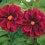 Жоржина суміш Кривава Мері за 0,3 г