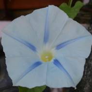 Іпомея Персидська зірка за 1 г