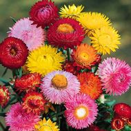 Квіткова суміш Зимовий букет за 0,2 г