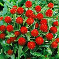 Гомфрена Сунична поляна за 0,1 г