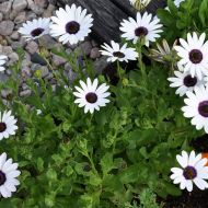 Диморфотека Полярна зірка за 0,2 г