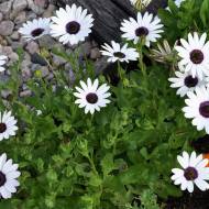 Диморфотека Полярна зірка за 0,2 г