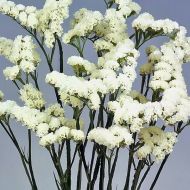 Кермек білий за 0,05 г