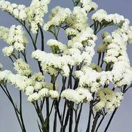 Кермек білий за 0,05 г