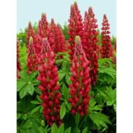 Люпин Червоне полум’я за 0,5 г