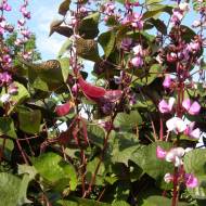 Доліхос (гіацинтові боби) за 1 г