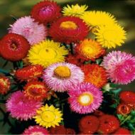 Геліхрізум (Безсмертник) суміш за 0,3 г