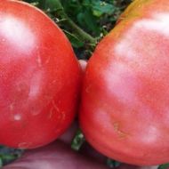 Томат Рожевий гігант за 0,1 г