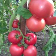 Томат Цар колокол за 0,1 г