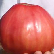 Томат Волове серце рожеве за 0,1 г