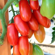 Томат Кібіц за 0,1 г