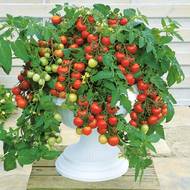 Томат Балконне чудо червоне за 0,1 г