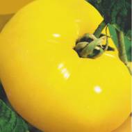 Томат Гігант лимон за 0,1 г