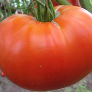 Томат Потрібний розмір за 0,1 г