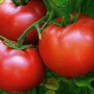 Томат Хлібосольний за 0,1 г
