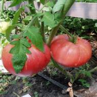 Томат Великий воїн за 0,1 г