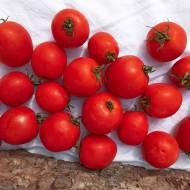 Томат Чумак за 0,1 г