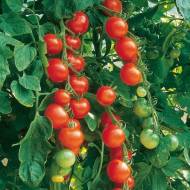 Томат Вишенька за 0,1 г