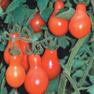 Томат Грушоподібний червоний за 0,1 г