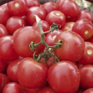 Томат Тесті F1 за 10 нас.