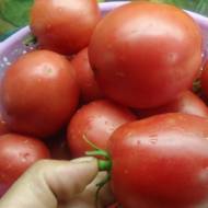 Томат Настєнька за 0,15 г