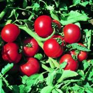 Томат Ольга F1 за 0,2 г