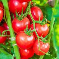 Томат Річі F1 за 10 нас.