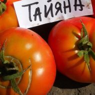 Томат Таяна за 0,1 г