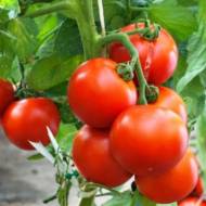 Томат Атласний за 0,1 г