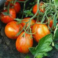 Томат Сливка смугаста за 0,1 г