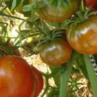 Томат Великий Мао за 0,1 г