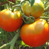 Томат Товстий Джек за 0,1 г