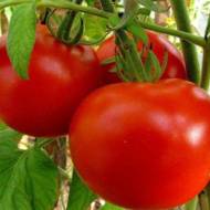 Томат Володимир Висоцький за 0,1 г