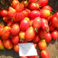 Томат Обжора за 0,1 г