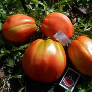 Томат Велика дівчинка за 0,1 г