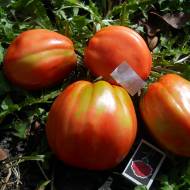 Томат Велика дівчинка за 0,1 г