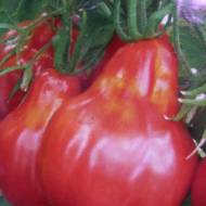 Томат Принцеса Турандот за 0,1 г