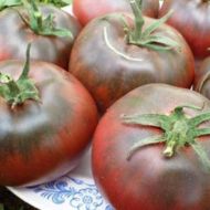 Томат Мулатка за 0,1 г