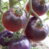 Томат Блеве П-20 за 0,1 г