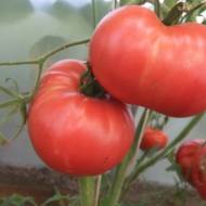 Томат Алєнькій цвєточек за 0,1 г