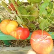 Томат Армянський за 0,1 г