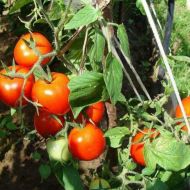 Томат Бурковський ранній за 0,1 г