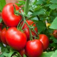 Томат Васілій за 0,1 г