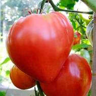 Томат Волове серце червоне за 0,1 г